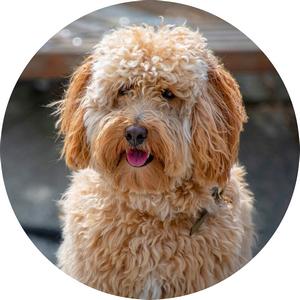 Pes labradoodle Tisk na jedlý papír- A4 kulatý